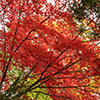 image link to photo gallery for autumn 78