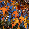 image link to photo gallery for autumn 79