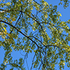 image link to photo gallery for autumn 80