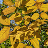 image link to photo gallery for autumn 81