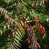 image link to photo gallery for autumn 82