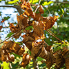 image link to photo gallery for autumn 83
