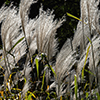 image link to photo gallery for autumn 84