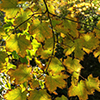 image link to photo gallery for autumn 86