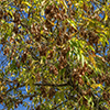 image link to photo gallery for autumn 87
