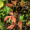 image link to photo gallery for autumn 88