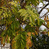 image link to photo gallery for autumn 90