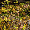 image link to photo gallery for autumn 91