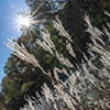 image link to photo gallery for autumn 94