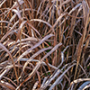 image link to photo gallery for autumn 95