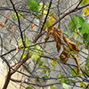 image link to photo gallery for autumn 96