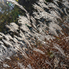 image link to photo gallery for autumn 98