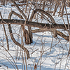 image link to winter01 images