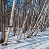 image link to winter02 images