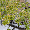 image link to winter06 images