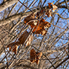 image link to season's winter image gallery 104