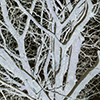 image link to photo gallery for winter 112