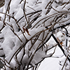 image link to photo gallery for winter 114