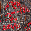 image link to photo gallery winter 21