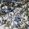 image link to photo gallery winter 37