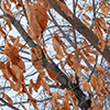 image link to photo gallery winter 40