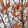 image link to photo gallery winter 45