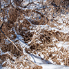 image link to photo gallery winter 47