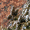 image link to photo gallery winter 50