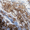 image link to photo galleyr winter 52