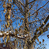 image link to photo gallery winter 55