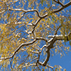 image link to photo gallery winter 56