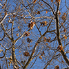 image link to gallery 61