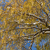 image link to gallery 64