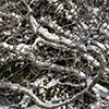 image link to photo gallery Winter 81
