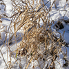 image link to photography galley for winter 86