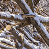 image link to photo gallery for winter 92