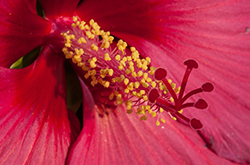 image link to closeup 2