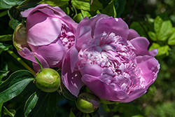 image: link to duets