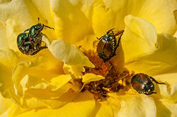 image link to fauna images