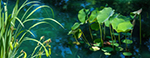 image link to 2018 timeline images