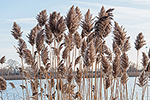 image as link to walk 20141226
