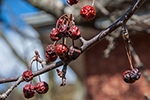 image link for april 4, 2015 walk