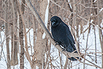 Jan 7, 2016 walk