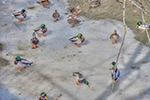 image link to walk march 6, 2016
