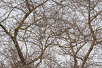 image link to walk march 6, 2016