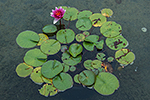 image link to walk on July 8, 2016, part 2