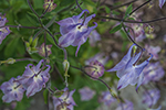 image link to May 28, 2017 walk