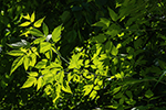 image link for gallery walk, June 4, 2022